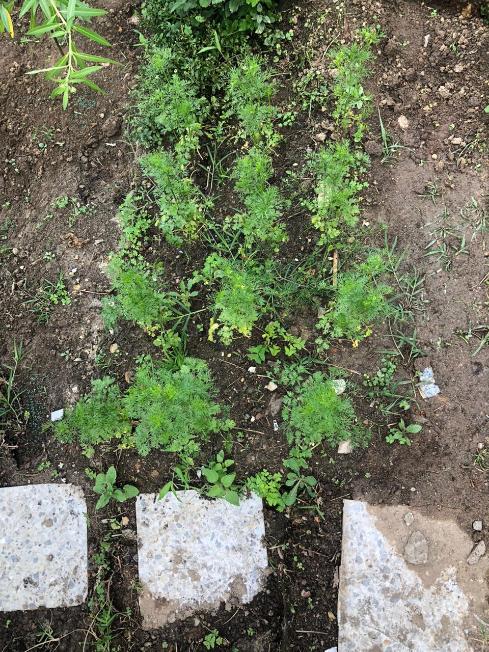 Cilantro