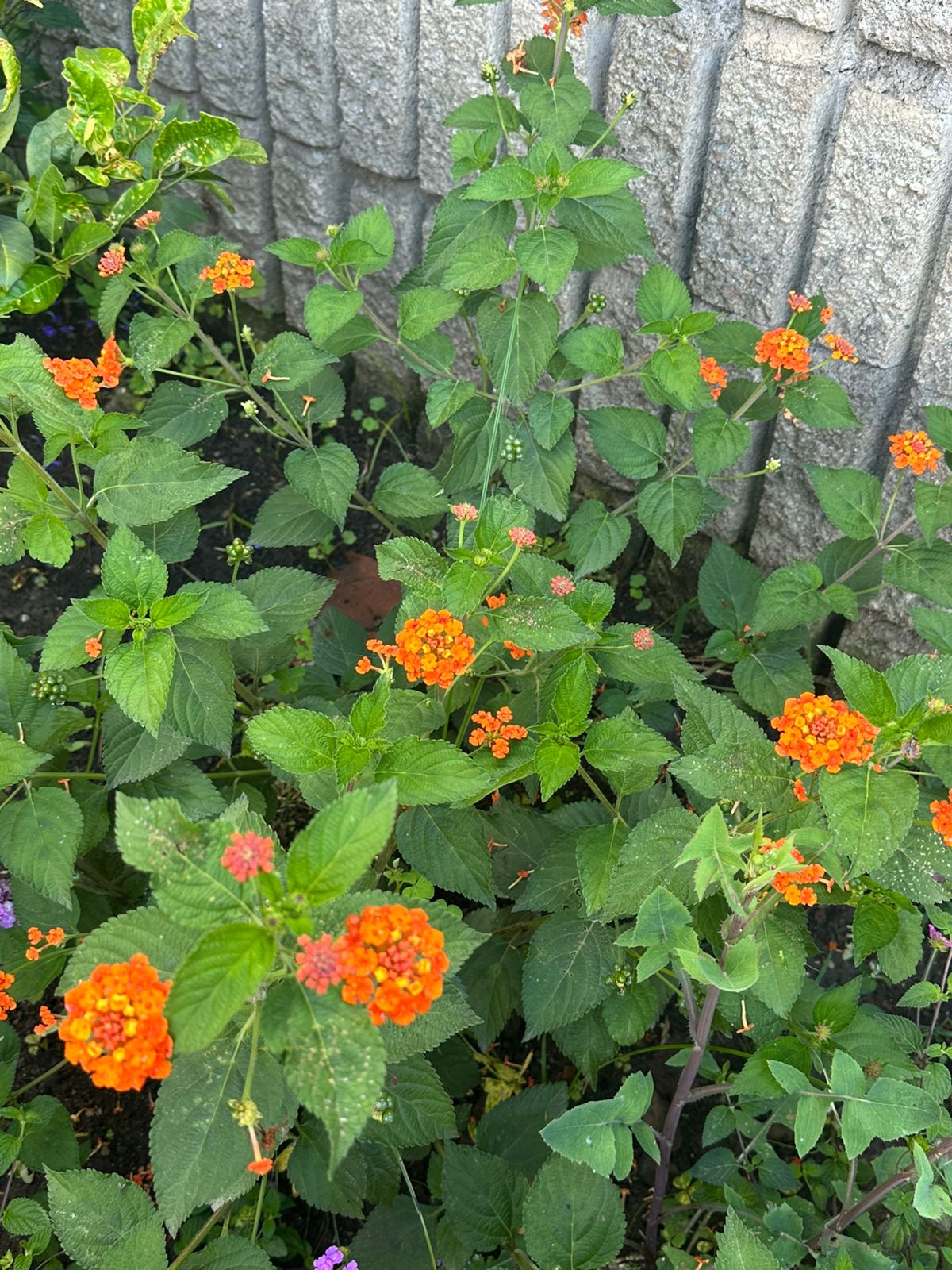 Lantana
