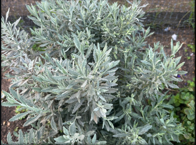 Lavanda
