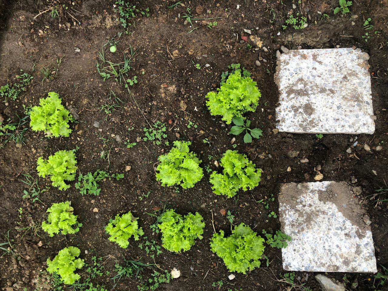 Lechuga Crespa