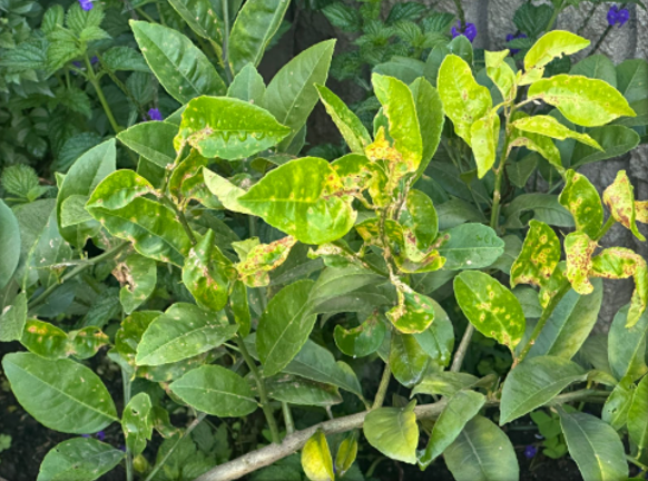 Limón