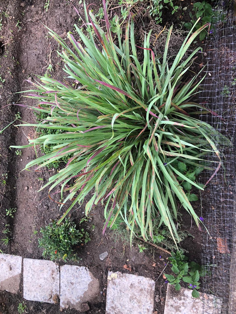 Limoncillo