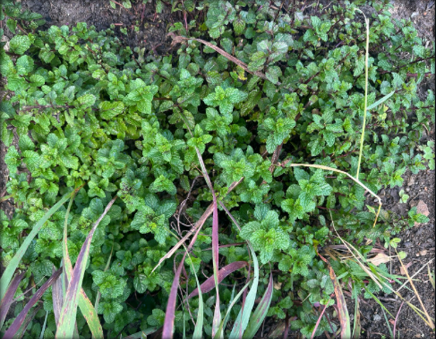 Menta