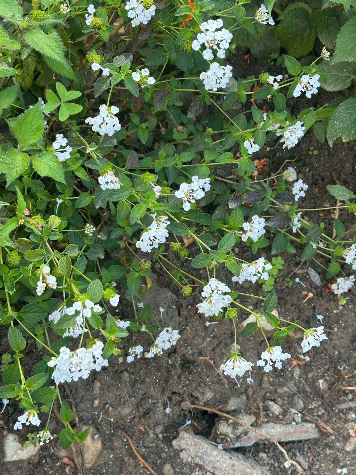 Verbena Rastrera