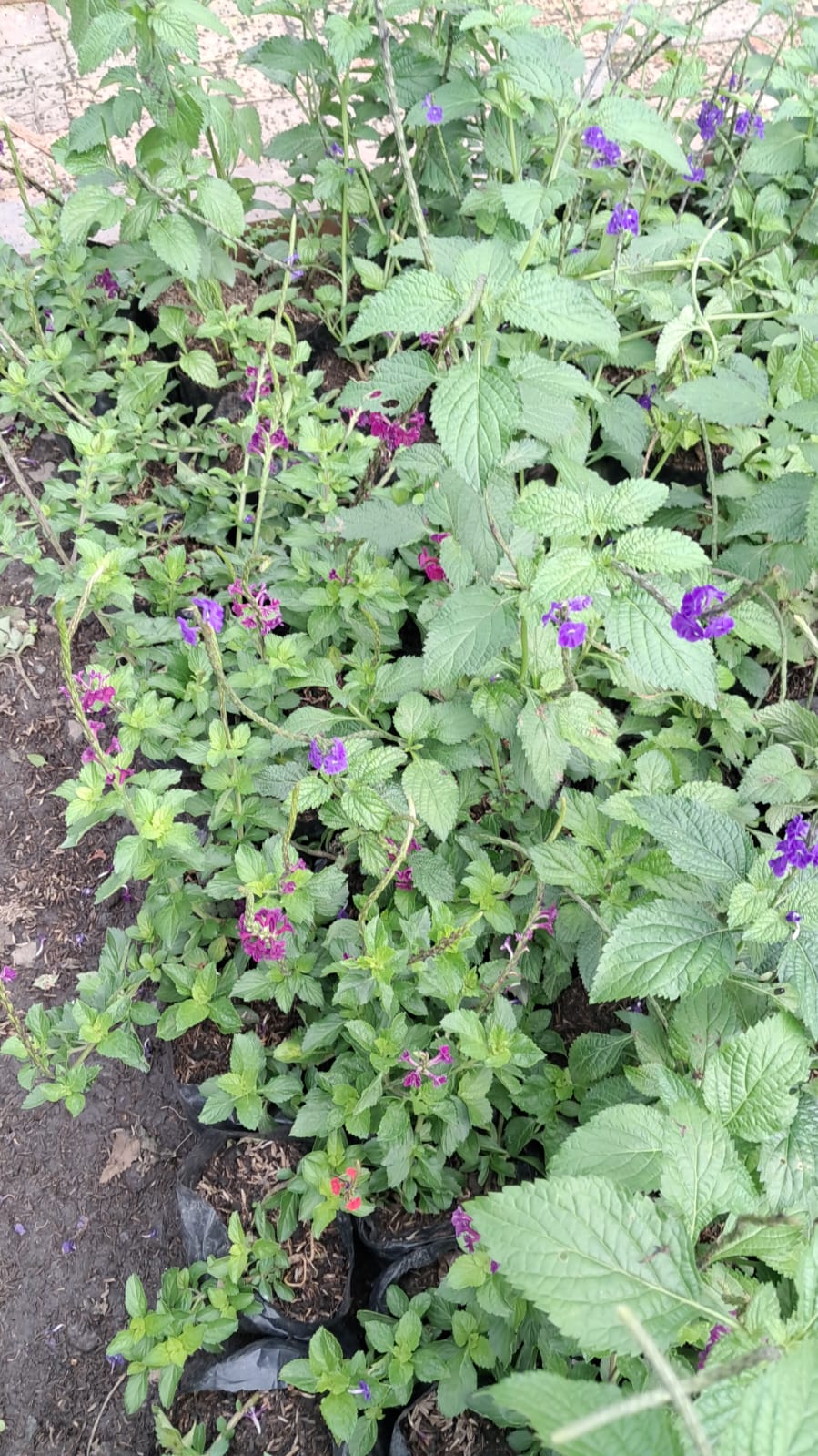 Verbena Azul