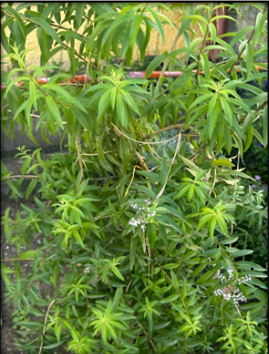 Planta de Cidrón